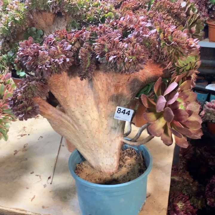 844 万圣节缀多肉法师