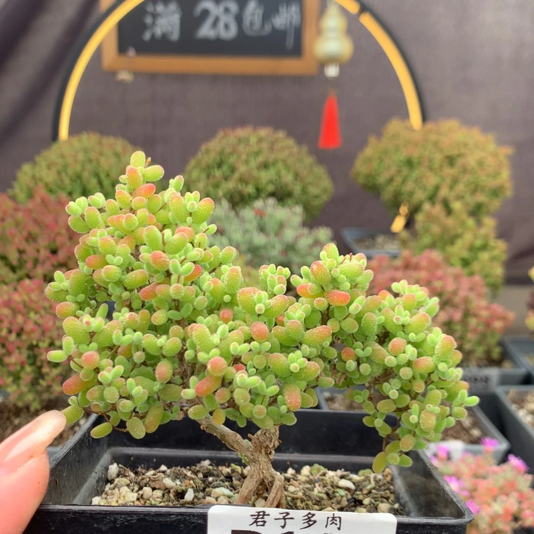 茹147金桔糖球。