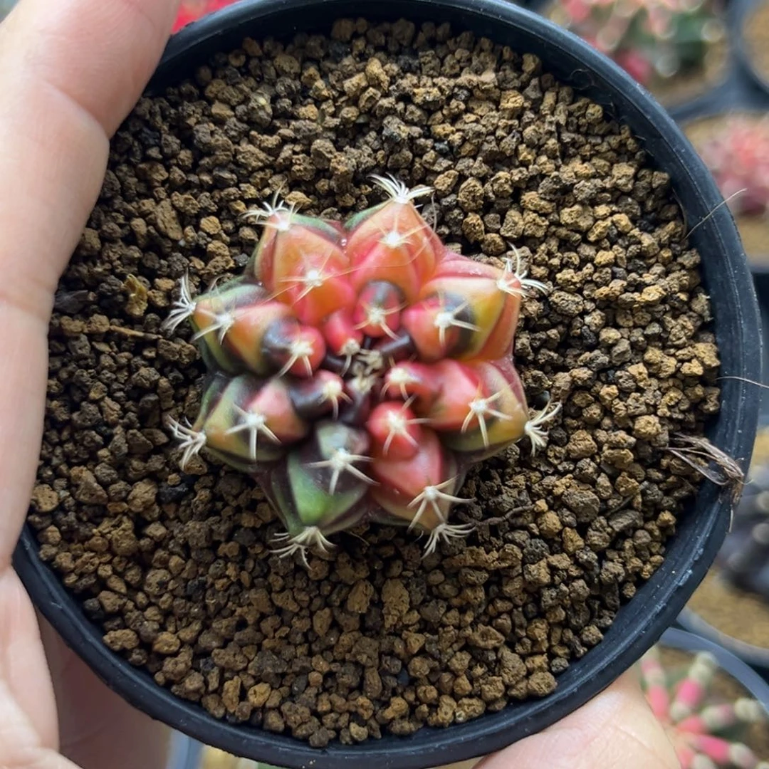 一物一拍带盆土发