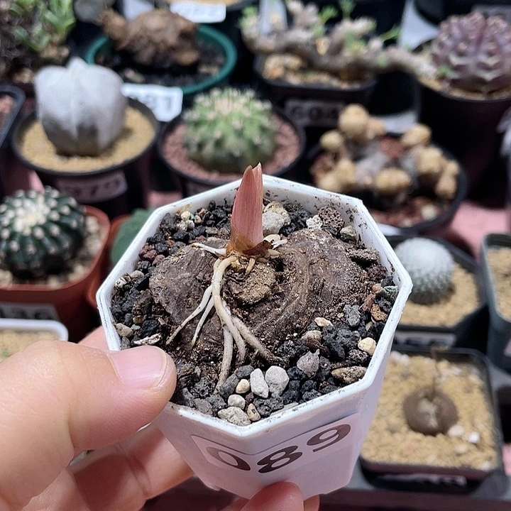 089产地巫蛊百合块根