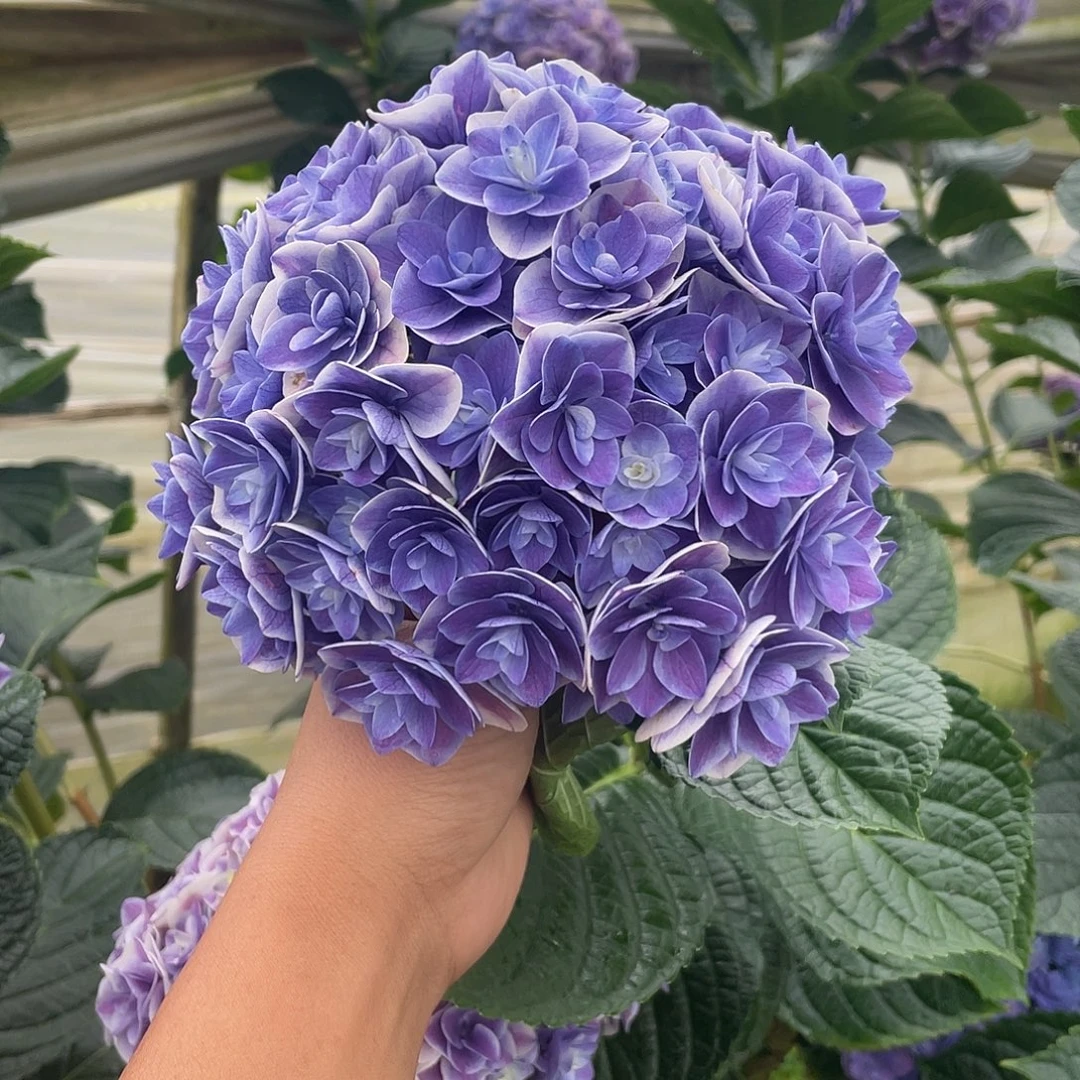 完全开放绣球切花一物一拍3枝起包邮，26