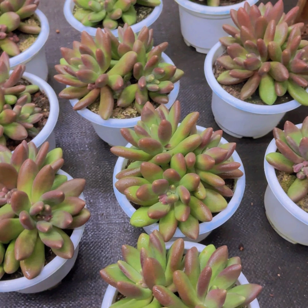 芒果奶多肉植物666666