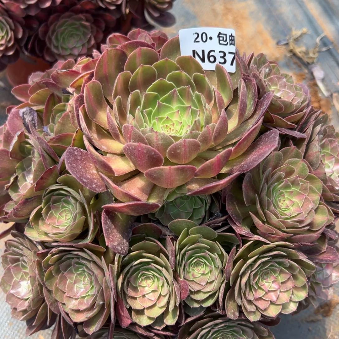 637红茶，满20包邮