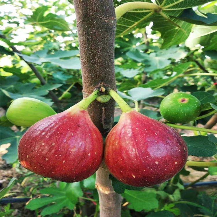 无花果青皮无花果苗软糯香甜南北方种植阳台种植盆栽庭院植物