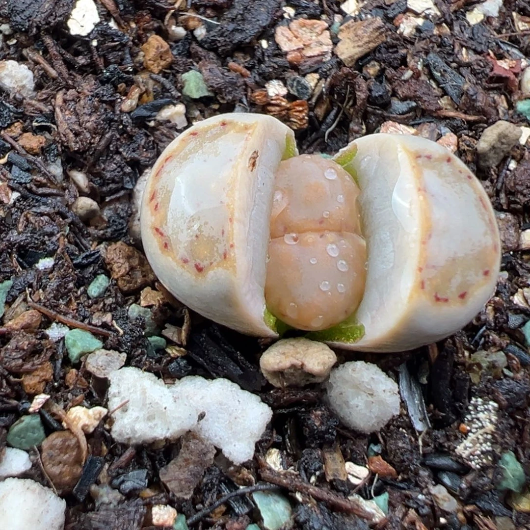 11.25好看的多肉脱土发货364