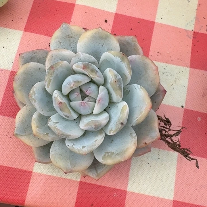 橙梦露锦一物一拍