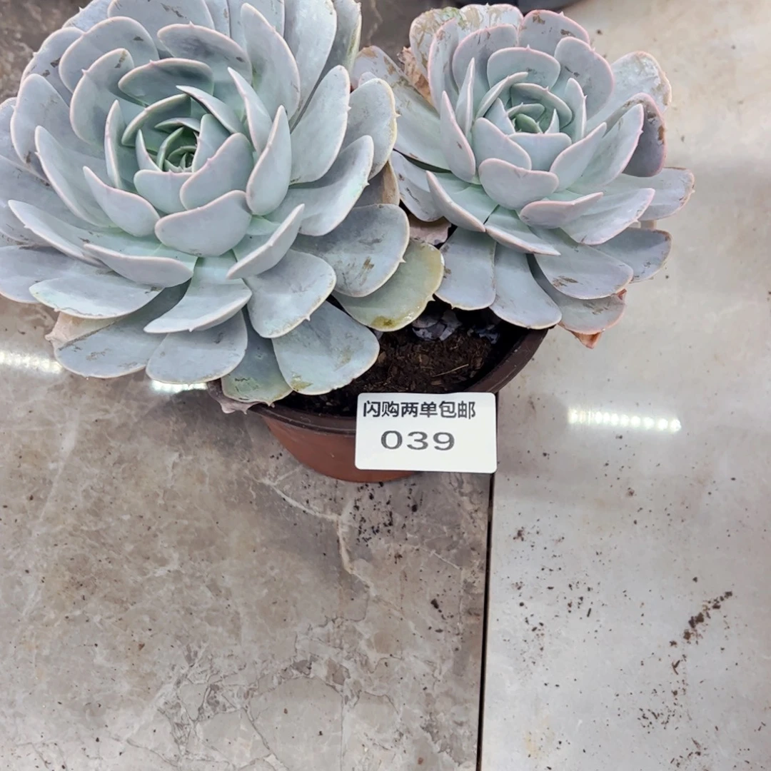 王***·多肉植物组合盆栽39