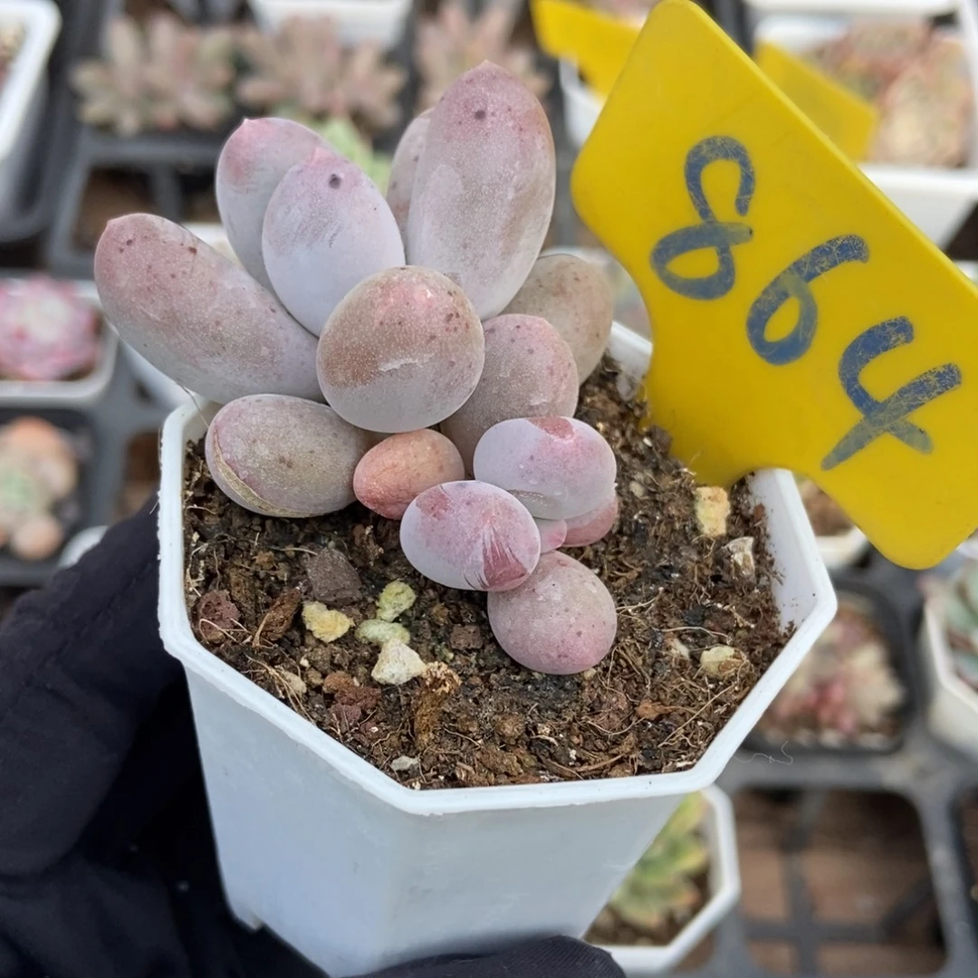 864米可奶多肉植物