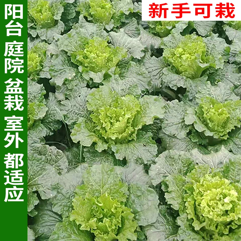 双青1号青白菜种 大青白菜种子耐热耐寒四季可种适合盆栽地栽