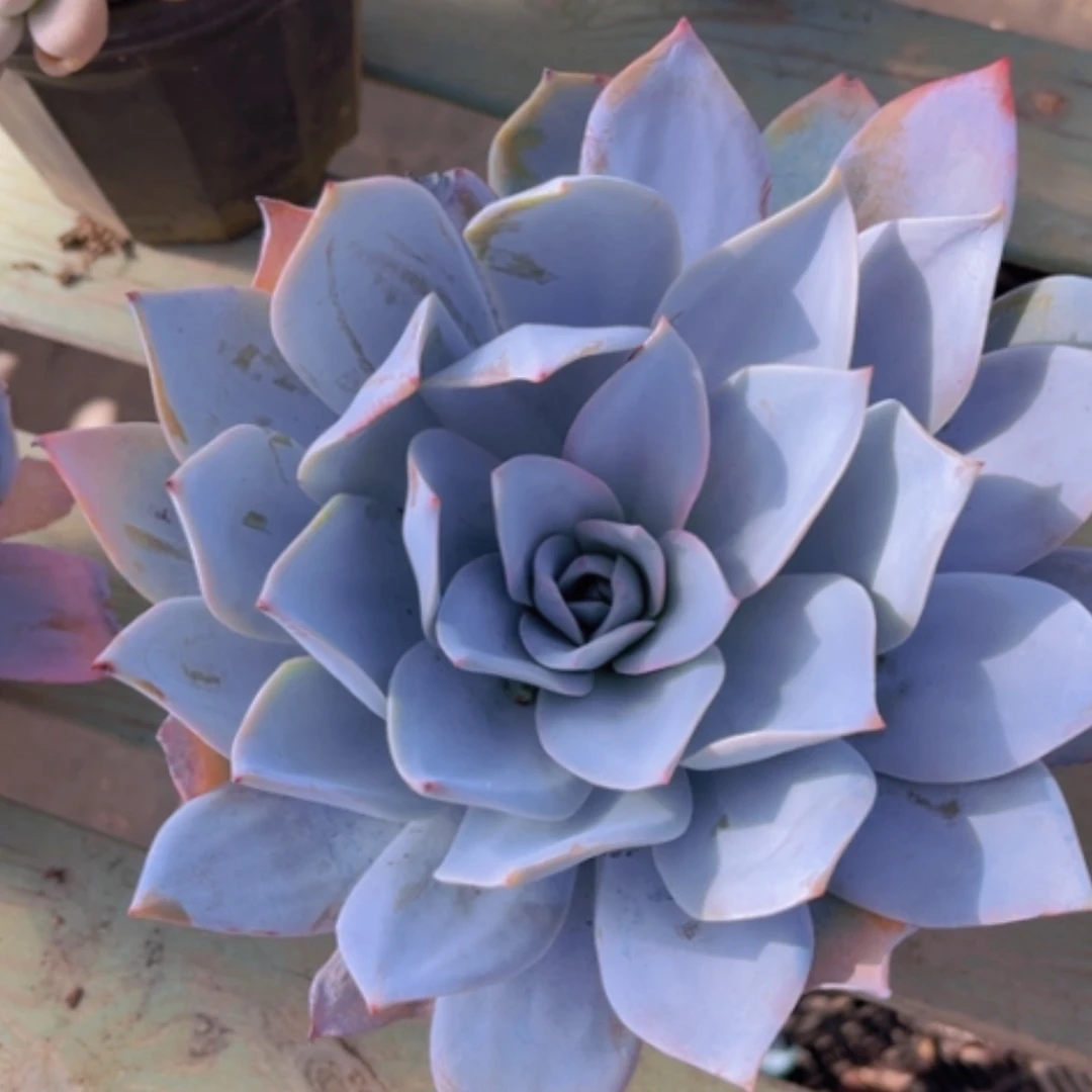 【闪购商品】白莲18126