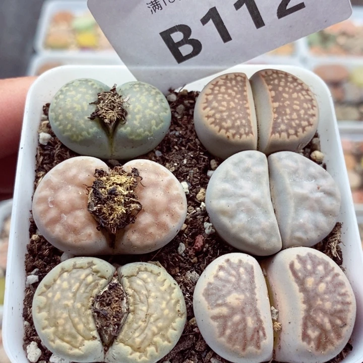 *️***我是一只小小鸟地域鬼的112