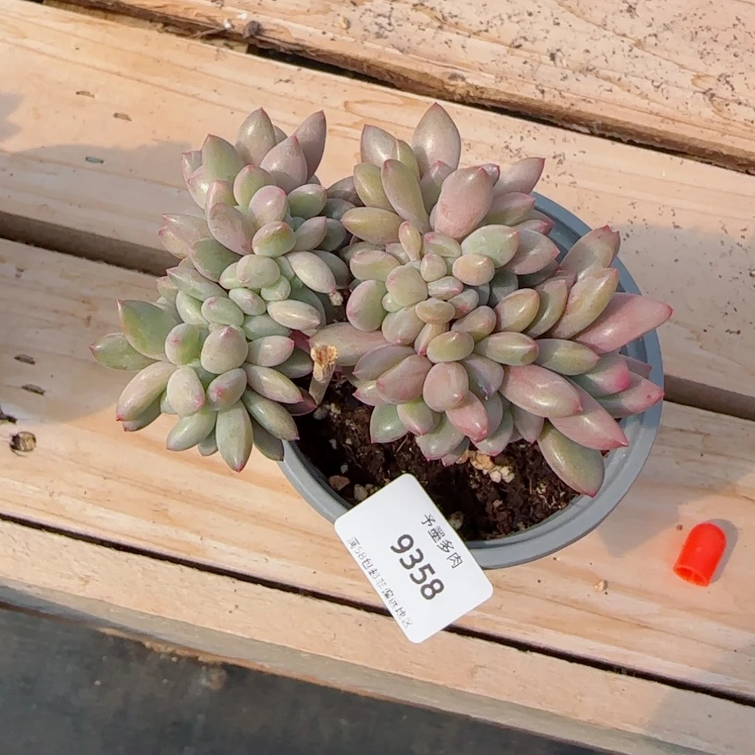 桃花源缀化，9358多肉植物