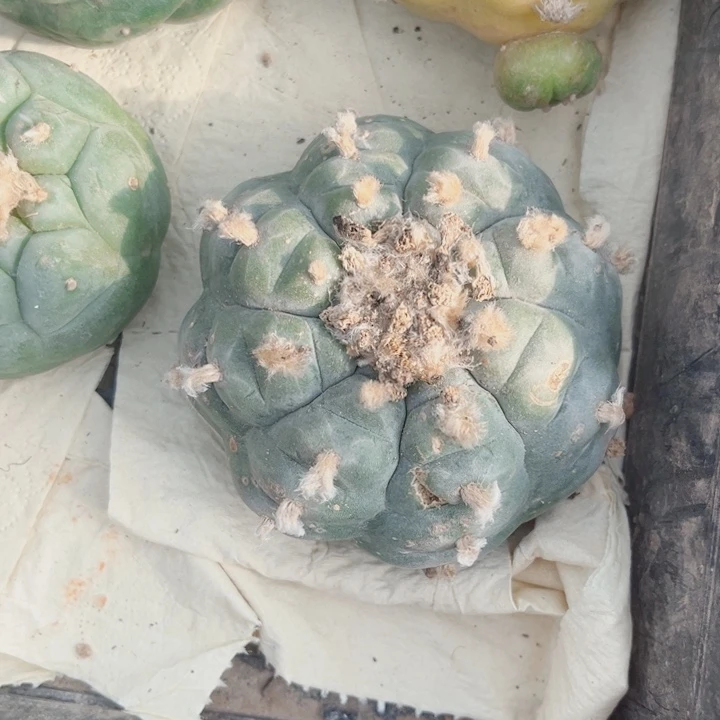 十***梦肋骨草球三角嫁接落地89