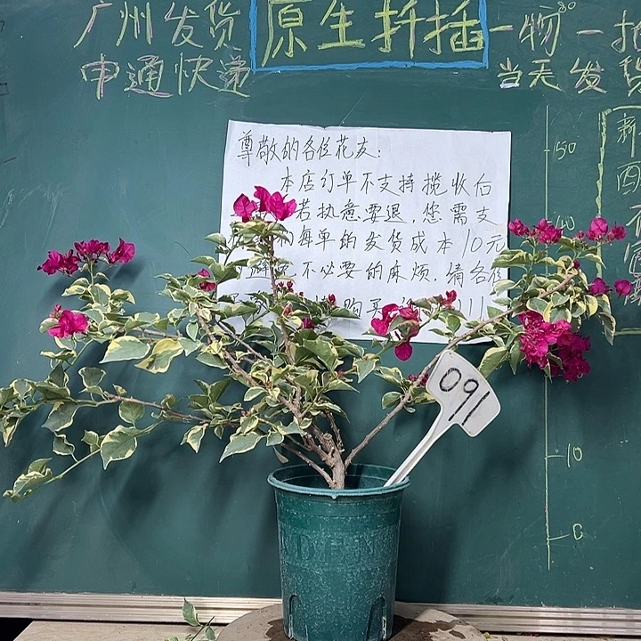 完全开放  炸 飘枝 蓝月亮 原生小树头  091