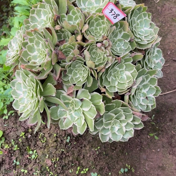 378海王多肉植物法师