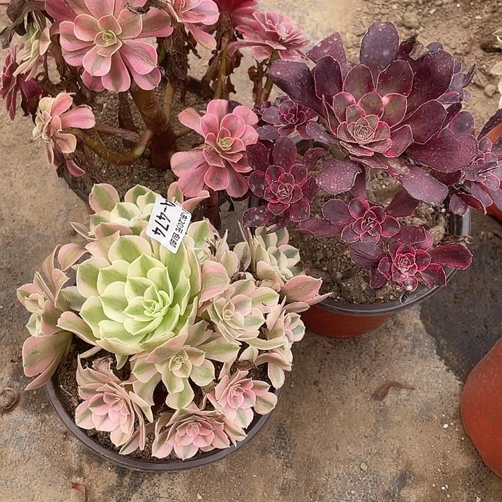 熊***森474三颗多肉植物福利