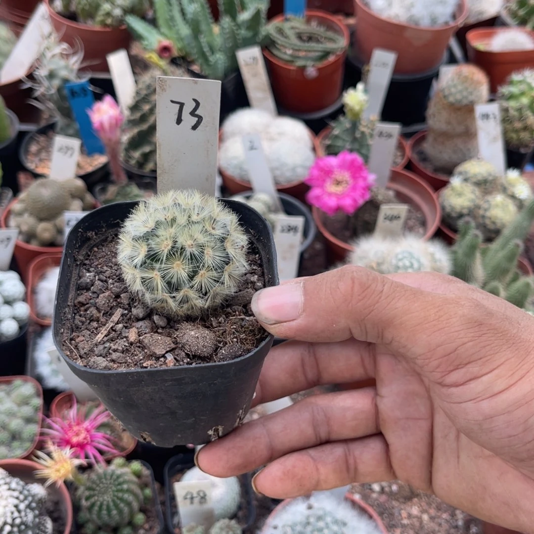 夏***天多肉植物仙人球系列