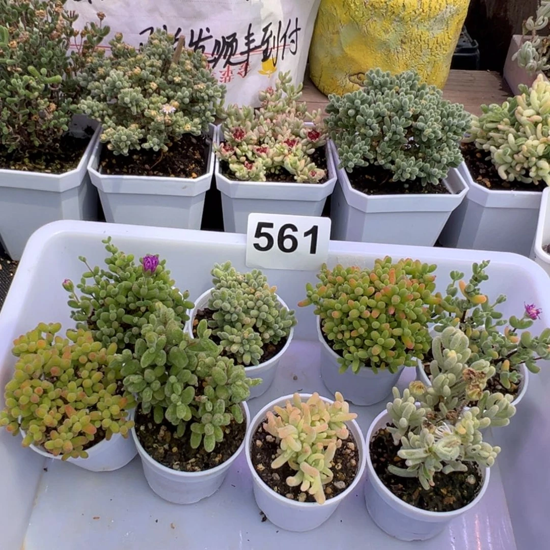 多肉植物枝干8颗