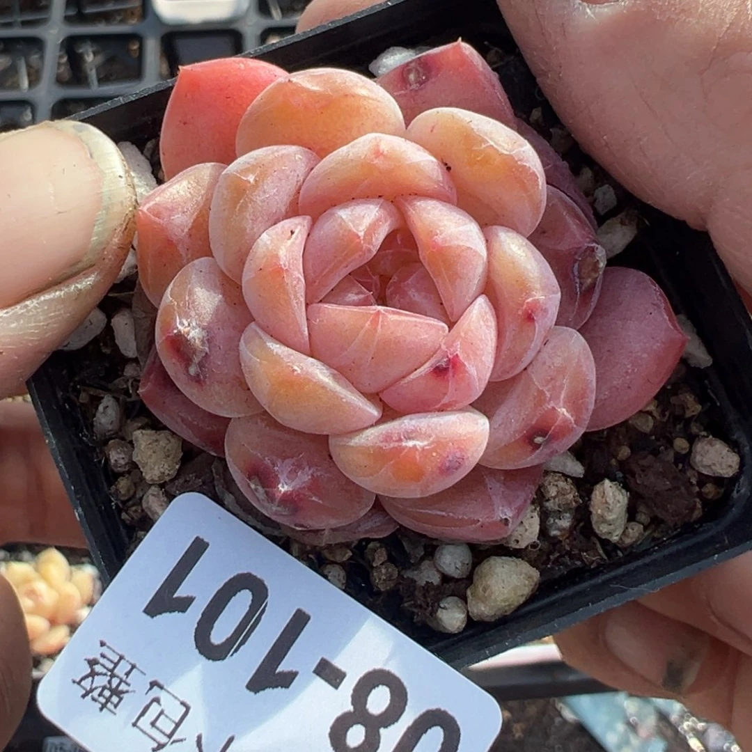 小卡拉米糖心一物一拍8-101