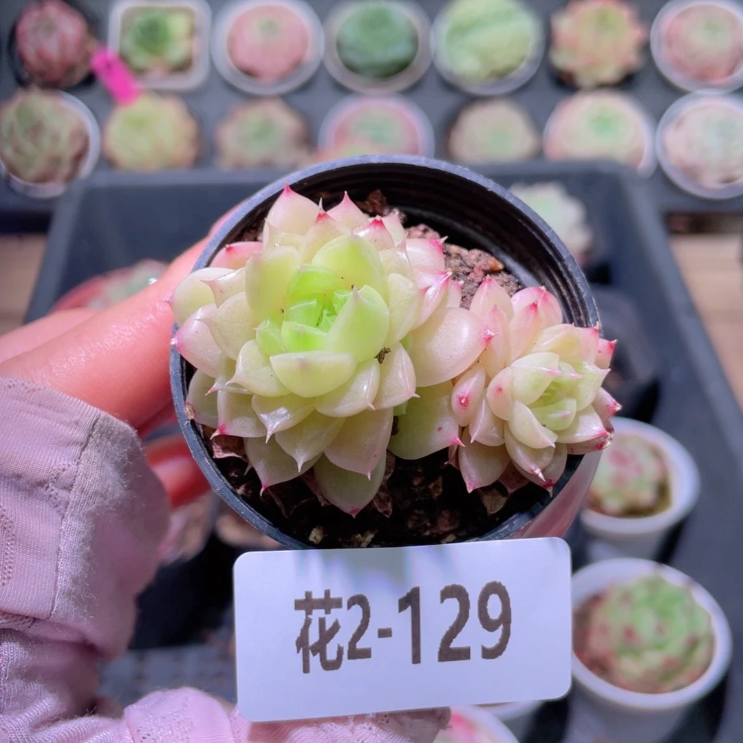 花利美2-129麦秆