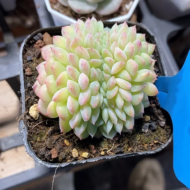 悠*光多肉植物冰魄缀680