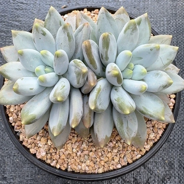 鬼***魉多肉植物哥特萝莉