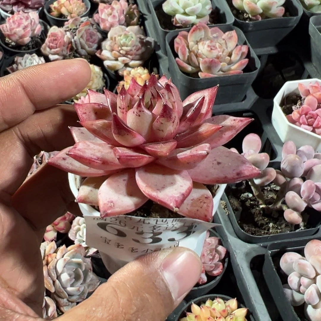 633号火烈鸟一物一拍满18包邮