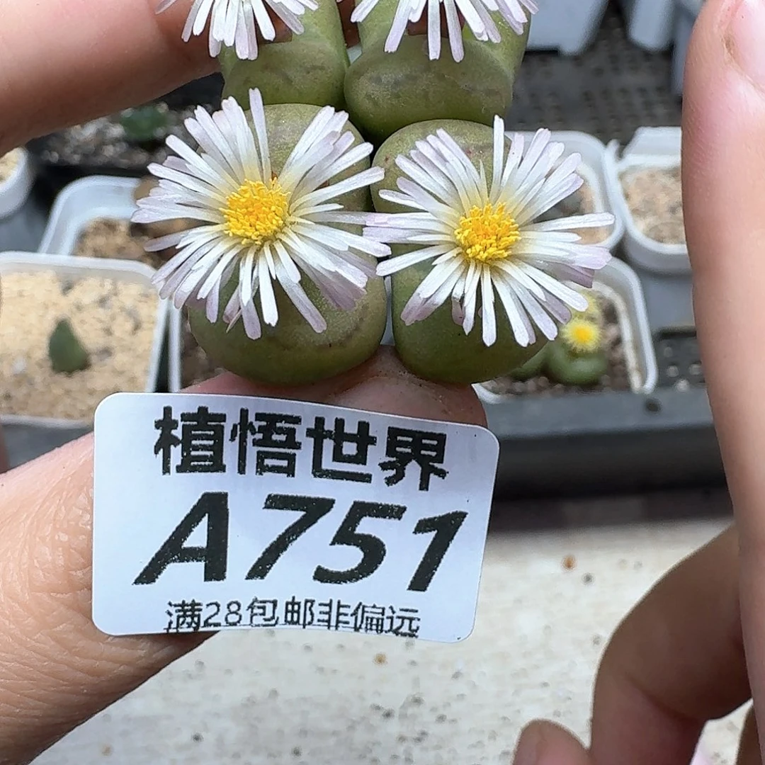 多肉植物的人生rgb