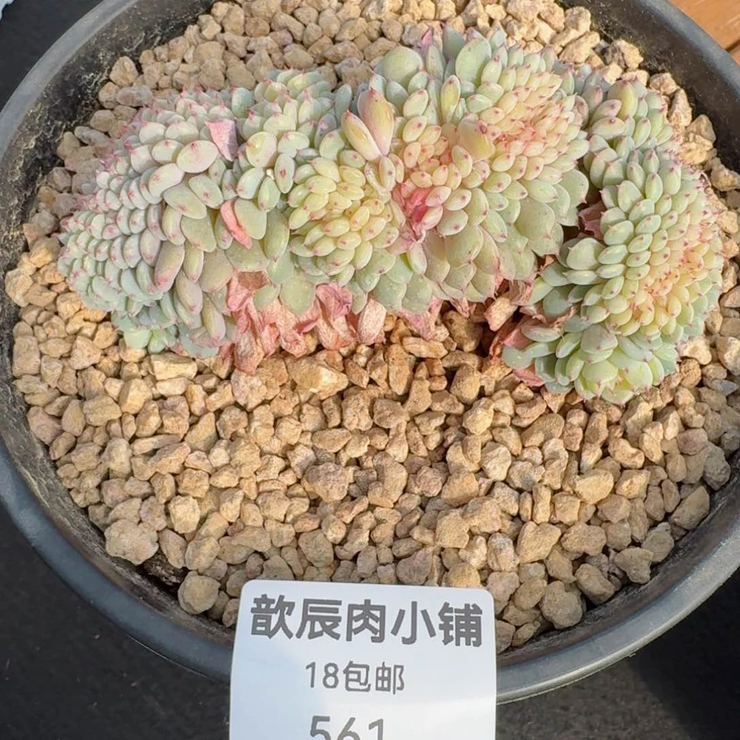 多肉植物  561  白胖子缀