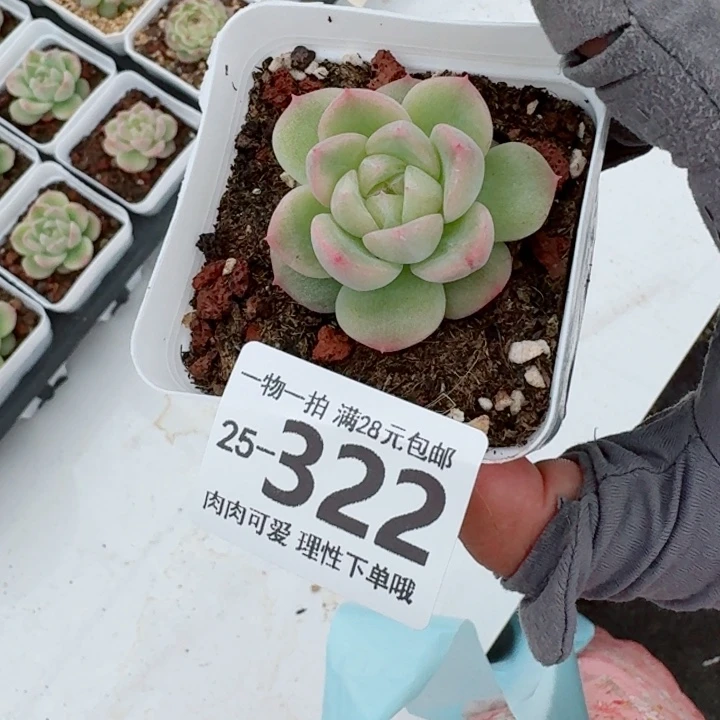 优选珍妮无盆土发货