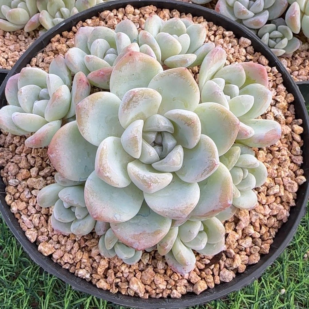 一物一拍9捧一冰玉