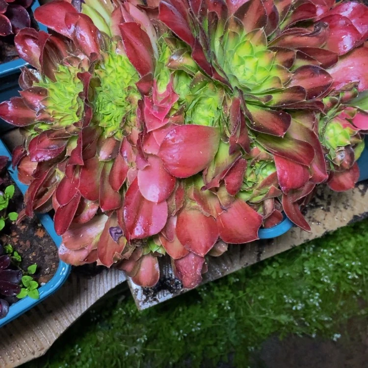 【闪购商品】@****雅4826韶华多肉