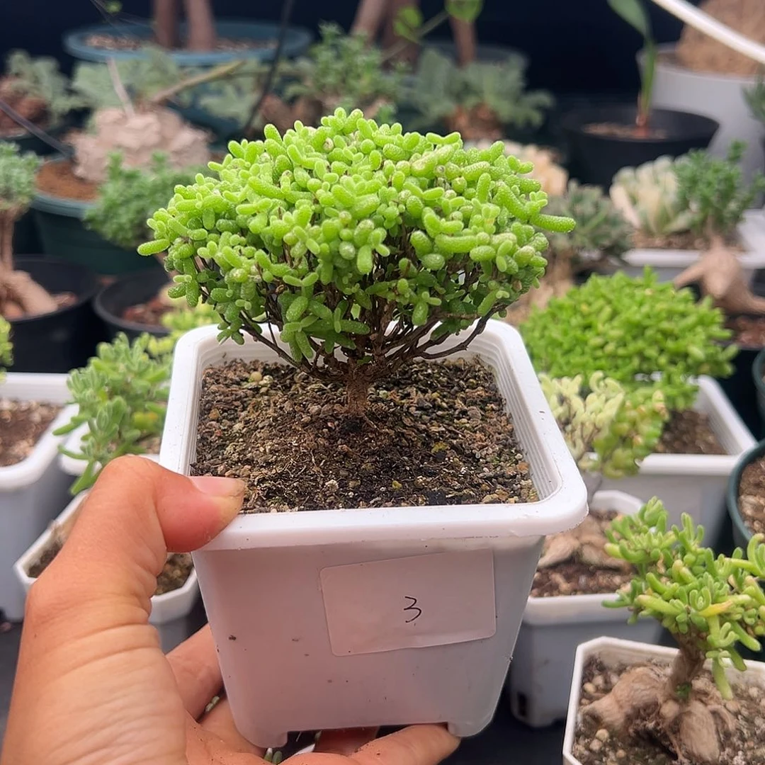 3号密橘糖球10.14多肉