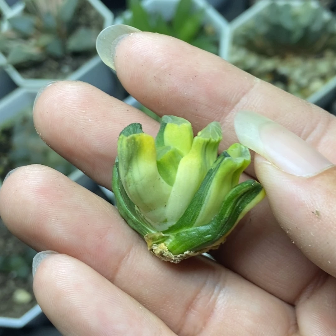 是是是是是是是是是寿