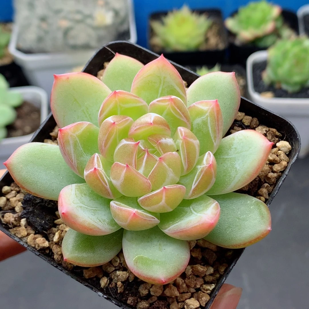 58包邮  群生不包整14