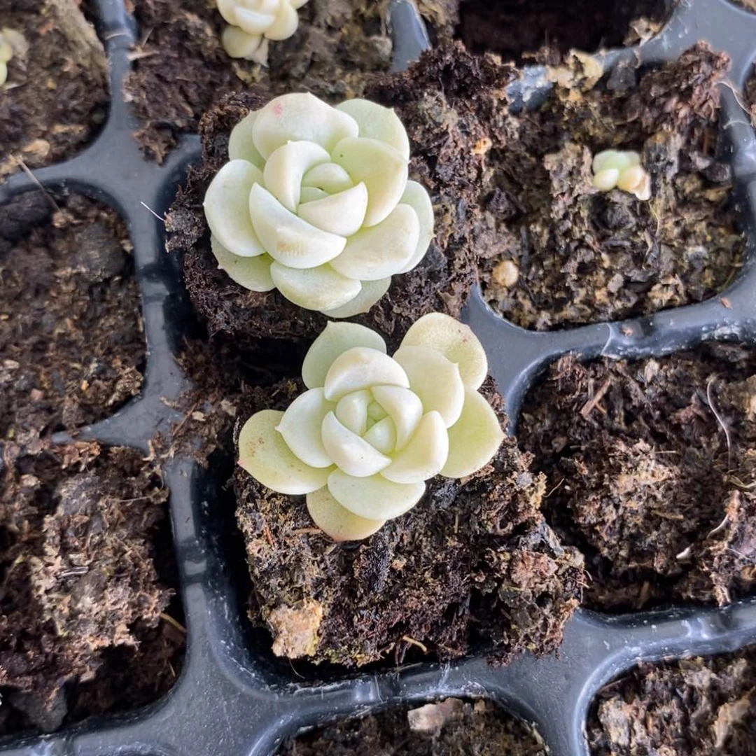 穴盘良辰苗一个多肉