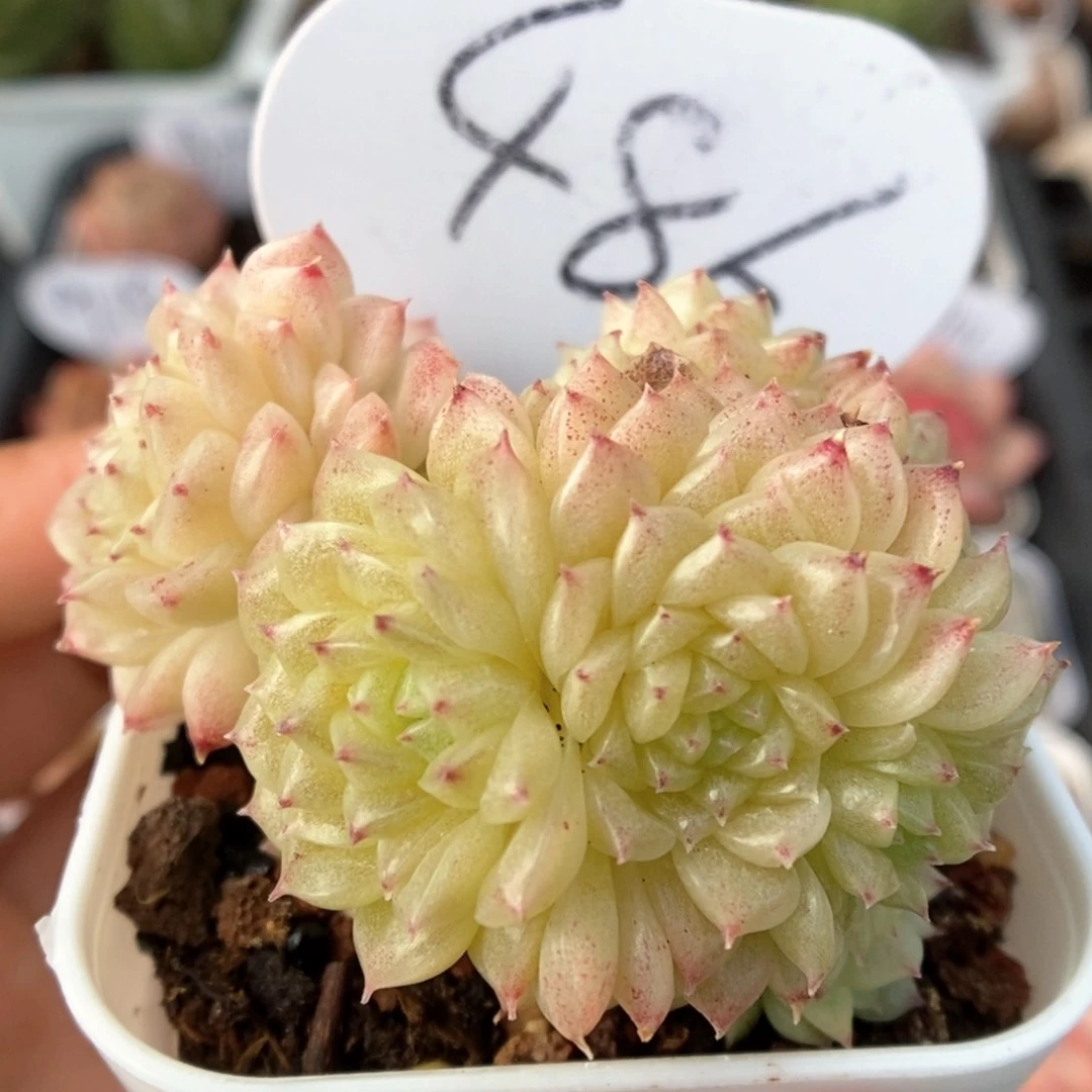 油透麦杆群生可拍486号