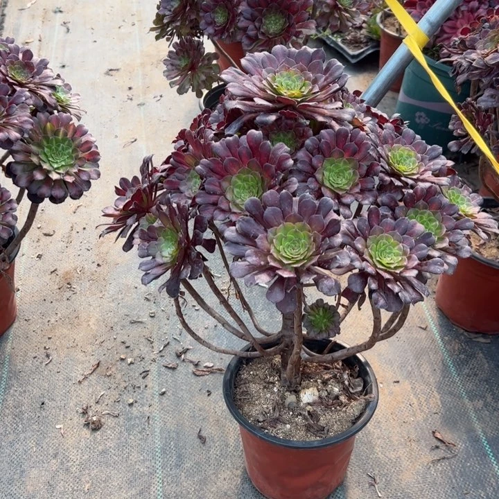 56红铜壶中多肉多肉多肉