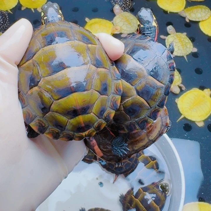 追***子宠物龟母2222222222