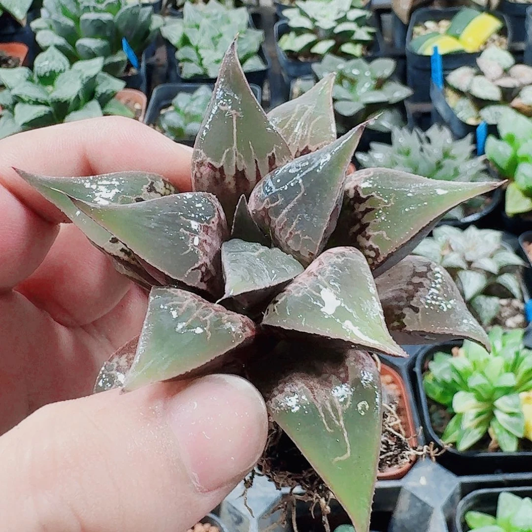 无花朵十二卷福利活动裸根童子