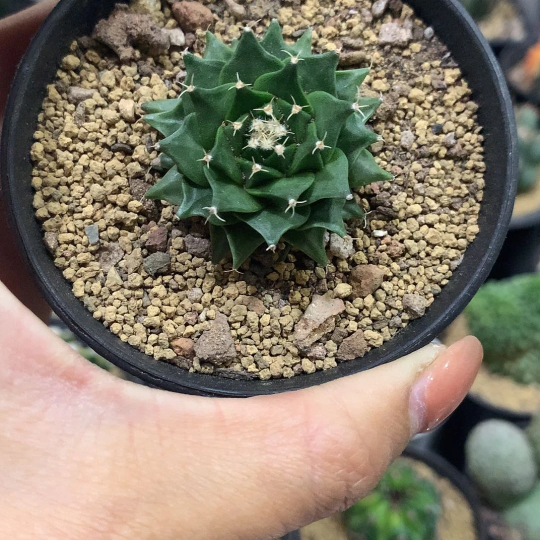 福利实生帝冠仙人球