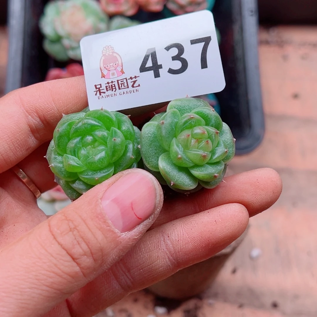 M***琪多肉植物多肉植物