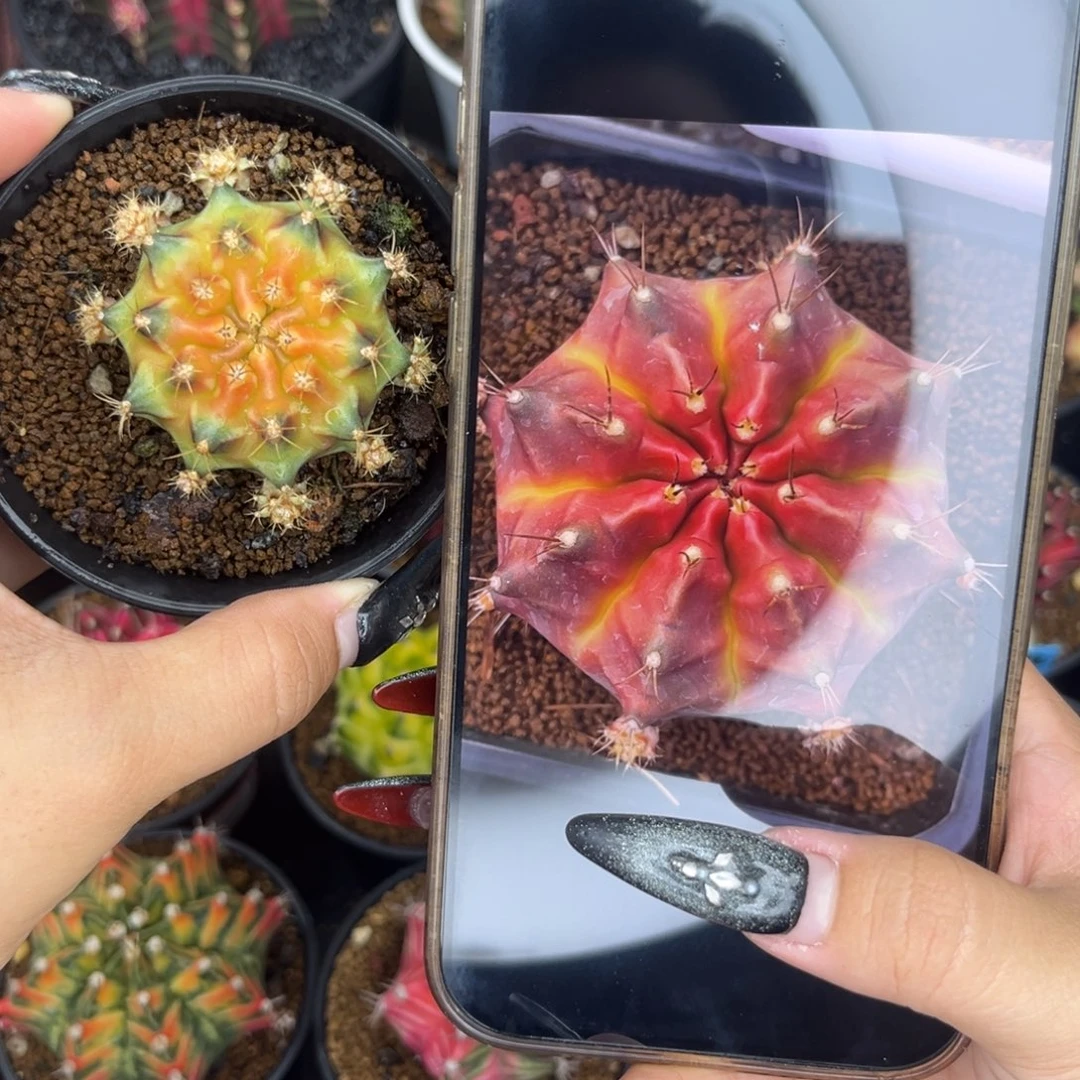 绿魔 侧牙 带盆土发货