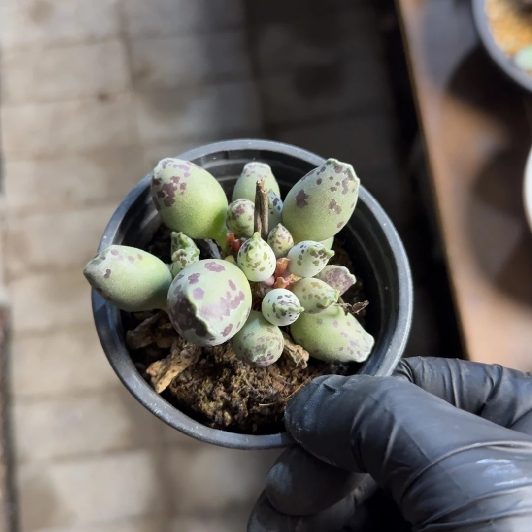 海豹222222222222222