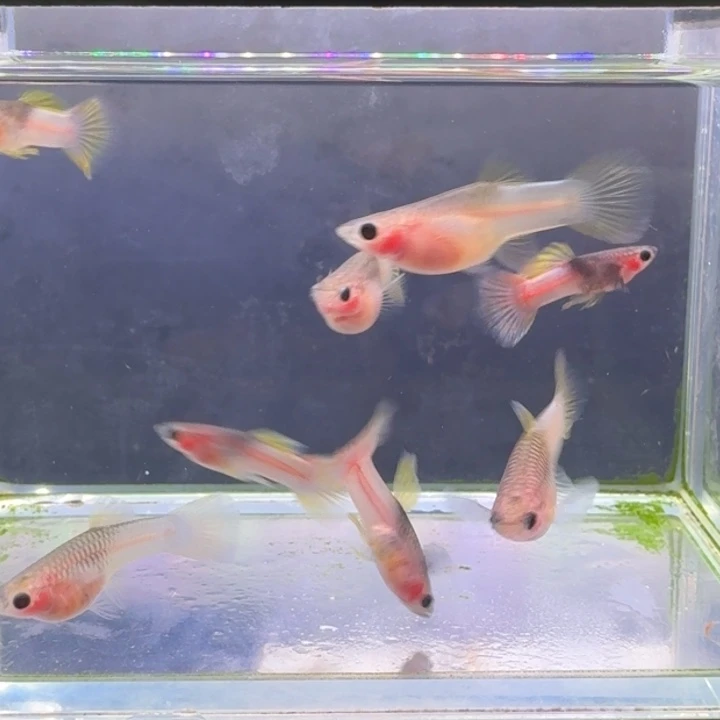 粉红礼服玻璃猫四对