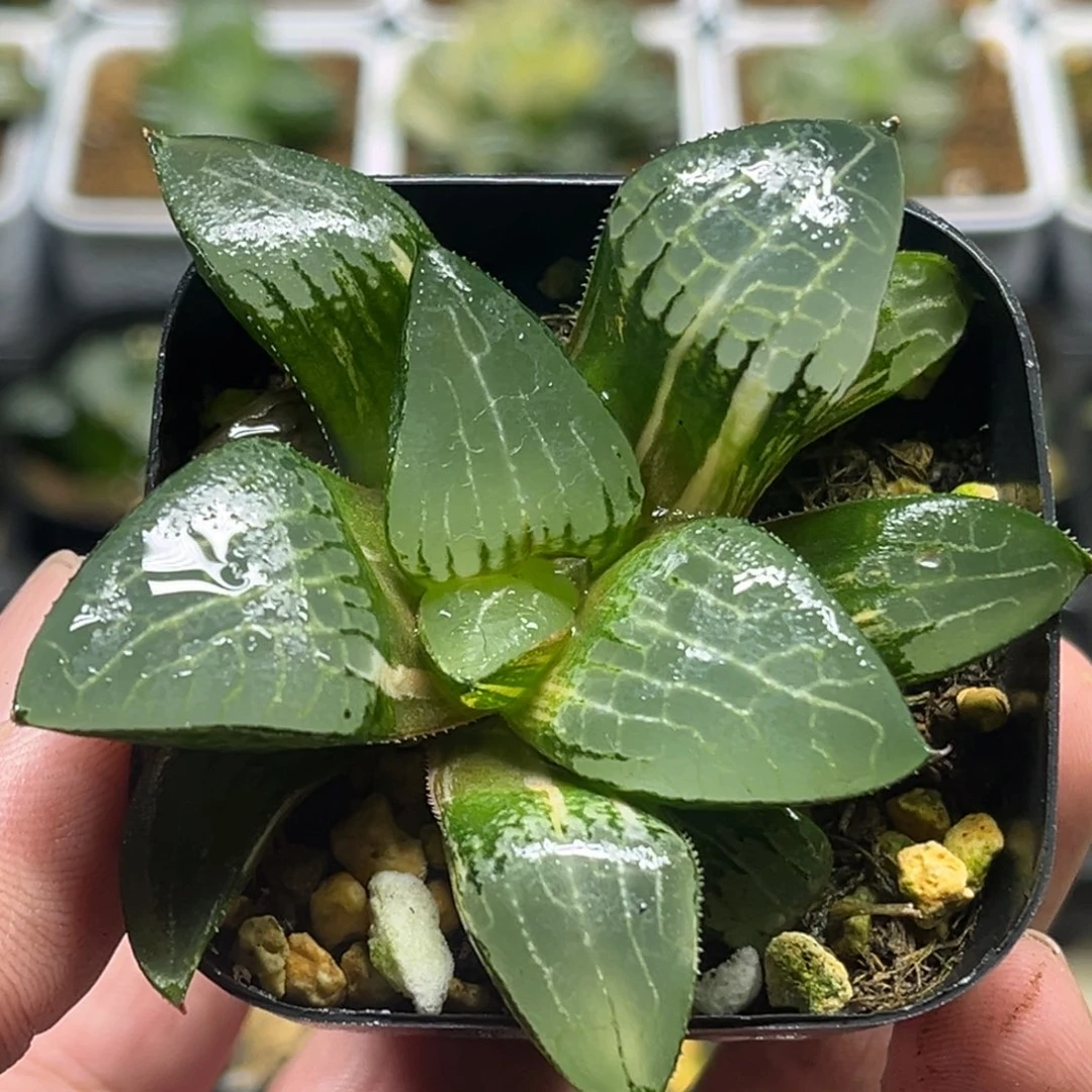 353冰河寿锦头家多肉十二卷