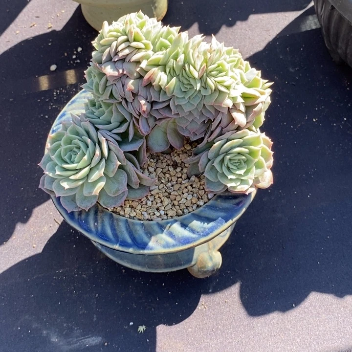 昂斯诺缀化肉肉肉肉