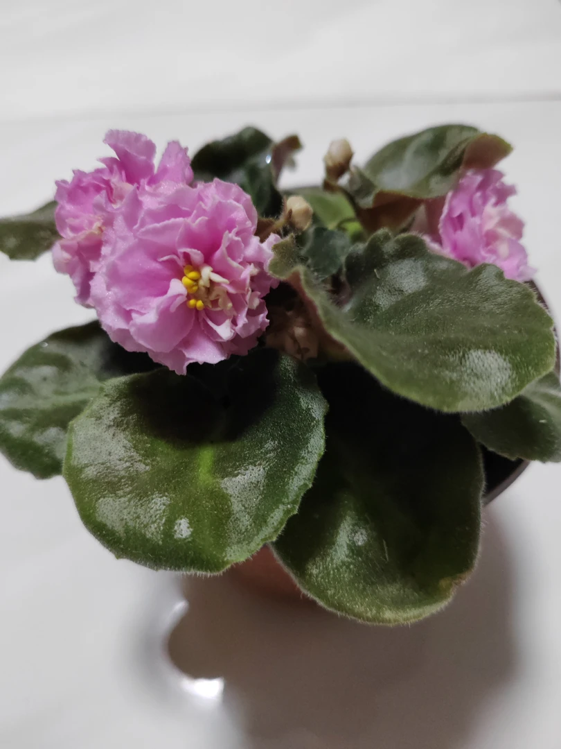 紫罗兰一盆盆包邮到家