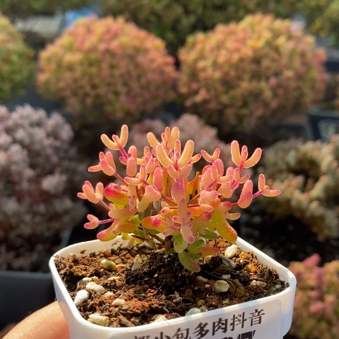 嗷***卷糖球锦3287枝干番杏