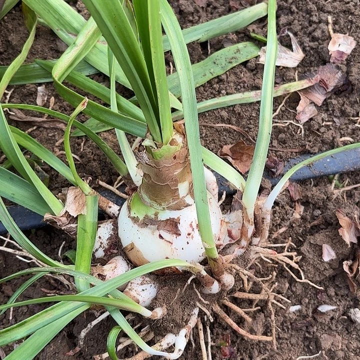 莲***慧无花朵伊莲娜包对版2246